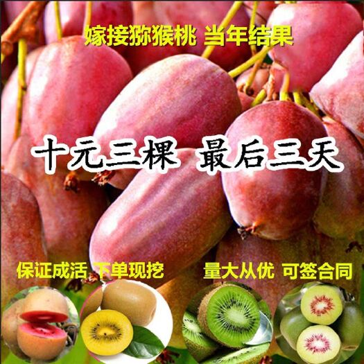 钟祥市软枣猕猴桃苗  两年大苗  亩产6千斤  送苗种植包回收