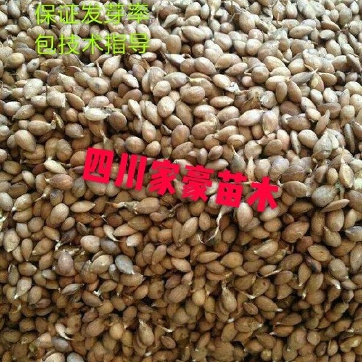毛桃苗 自家基地人工培育鲜苗直发成活率高
