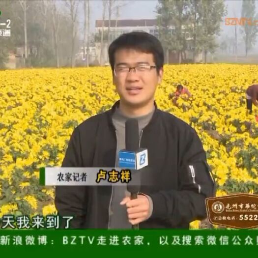 亳州金丝黄菊苗 正品金丝皇菊