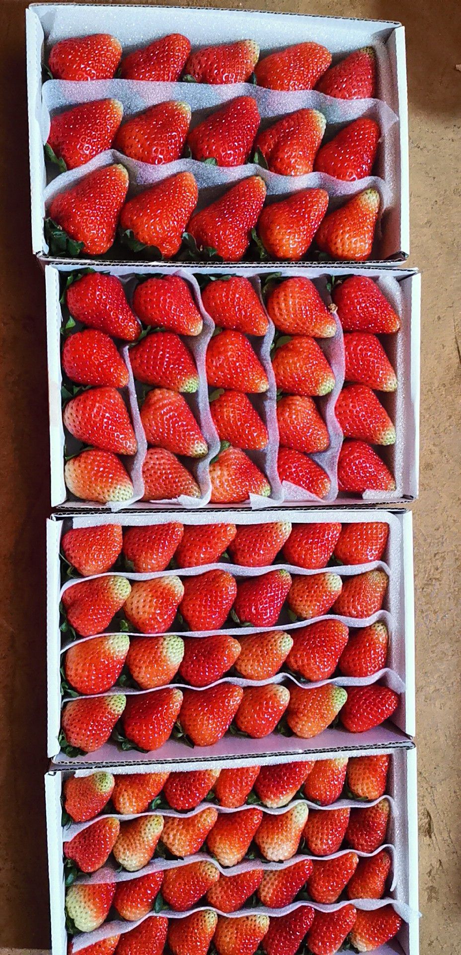 长期供应夏季草莓