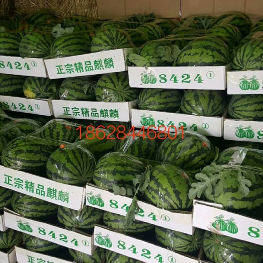 蒲城县甜王西瓜大量上市