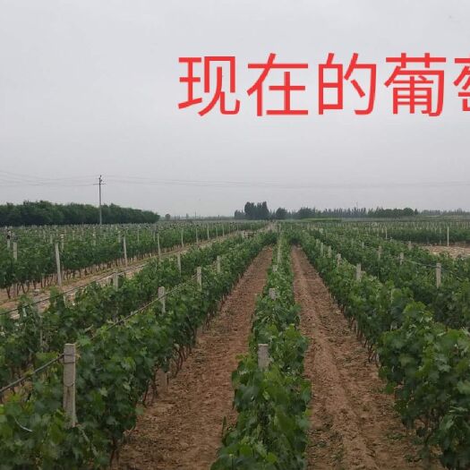威县 巨峰葡萄七月底上市预售，今年的比去年的还要好