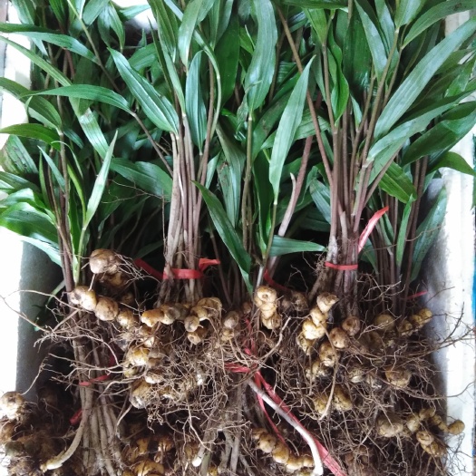 崇阳县黄精种苗 主营黄精种茎，种苗，白芨。姜形苗4毛一株，鸡头苗5毛一株