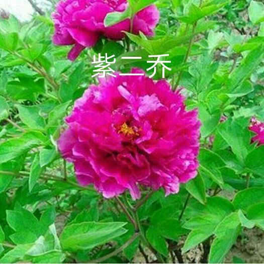 菏泽 牡丹苗