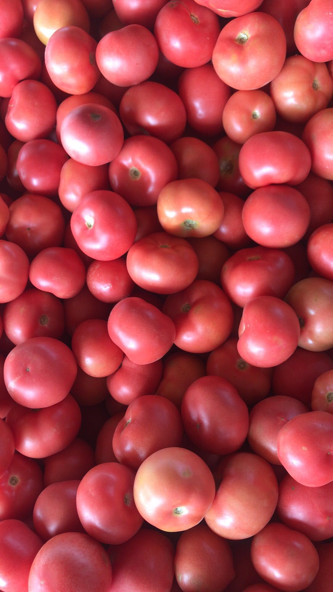 大红西红柿 精品 弧三以上 大红