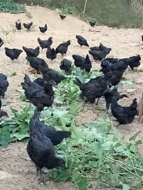 上栗县 德化散养黑鸡