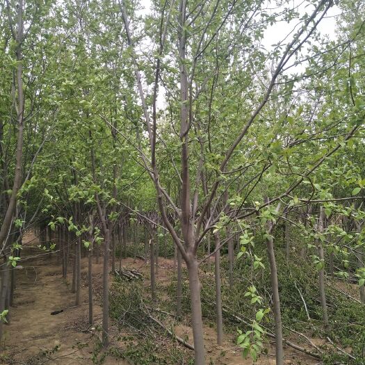 开原市紫叶稠李苗 大量出售紫叶稠李