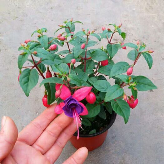 沭阳县 倒挂金钟宝莲灯办公室内阳台盆栽花卉灯笼花观花植物带花四季开花