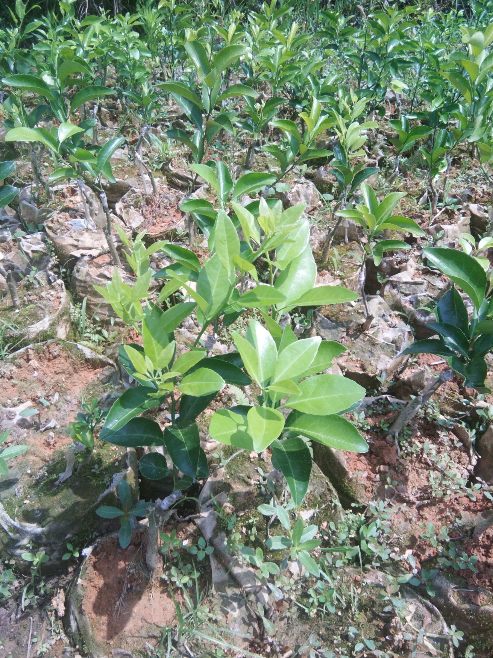 早熟沙糖桔苗 金葵沙糖桔杯苗