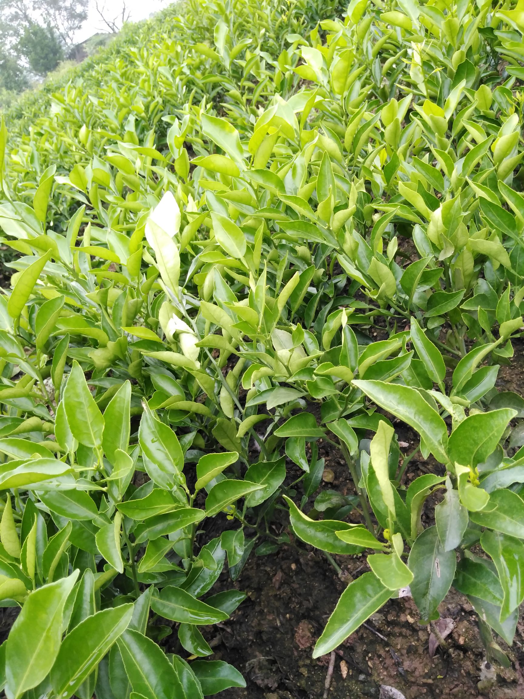 不知火苗  不知火丑八怪苗三十五公分高起