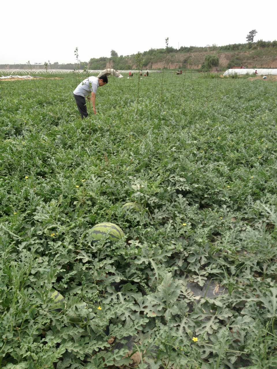  甜王西瓜/甜王西瓜价格/陕西甜王西瓜批发价格