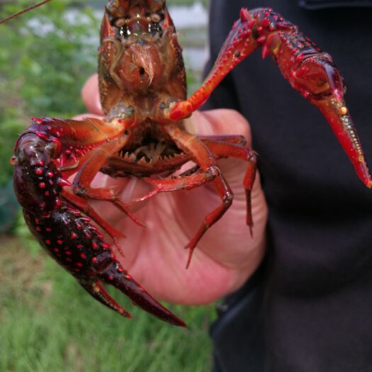 武汉 精品小龙虾
