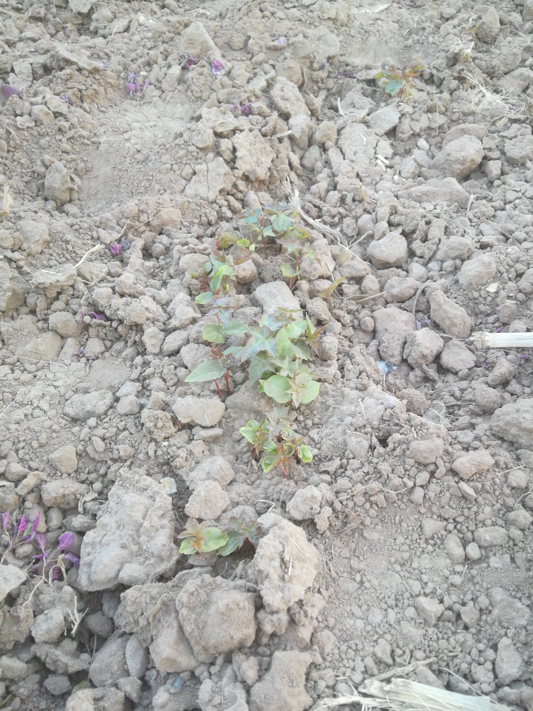  19年初元宝枫苗预订