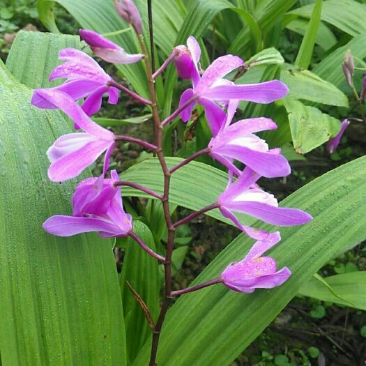 营山县紫花白芨苗 紫花三叉大白及