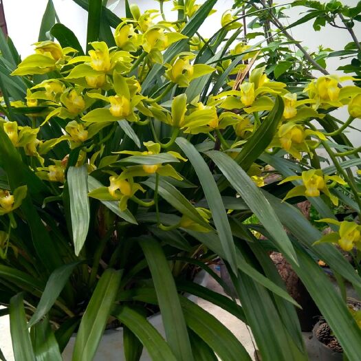 大理市碧玉兰 虎头兰碧玉素花