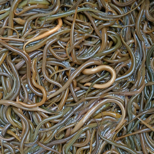 盘州市黄鳝苗
