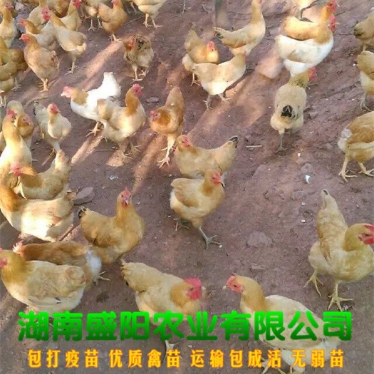 衡阳孵化场直销黄土鸡苗江汉鸡苗衡阳土鸡苗双林鸡苗阉鸡苗包运输成活