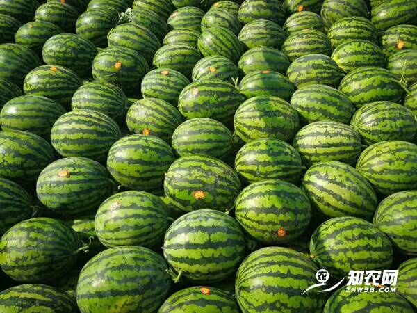 大荔县 甜王西瓜/甜王西瓜价格/陕西甜王西瓜批发价格