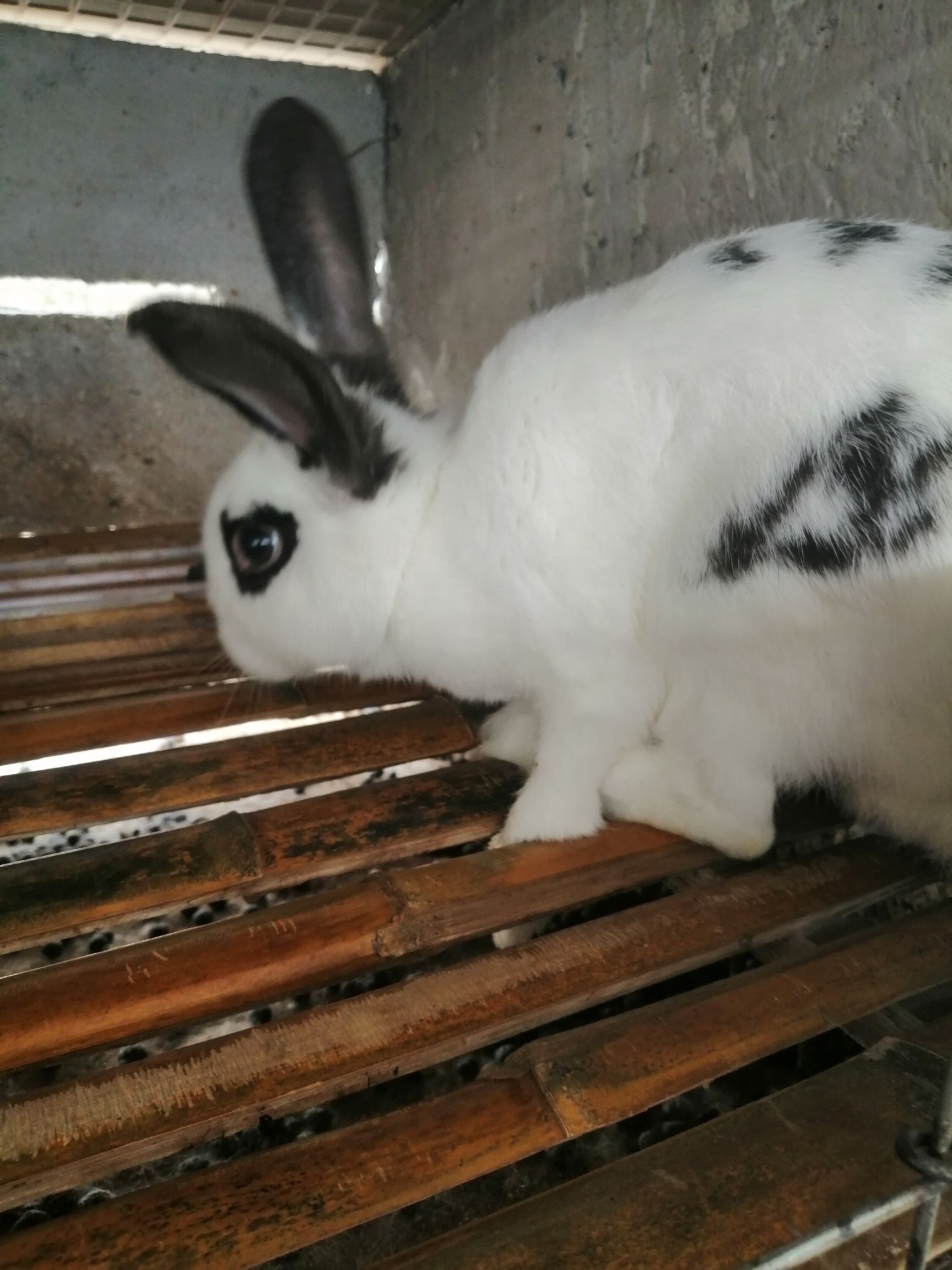 比利时兔 种兔，比利时，伊拉兔，长毛兔，有喜欢养殖的联系我