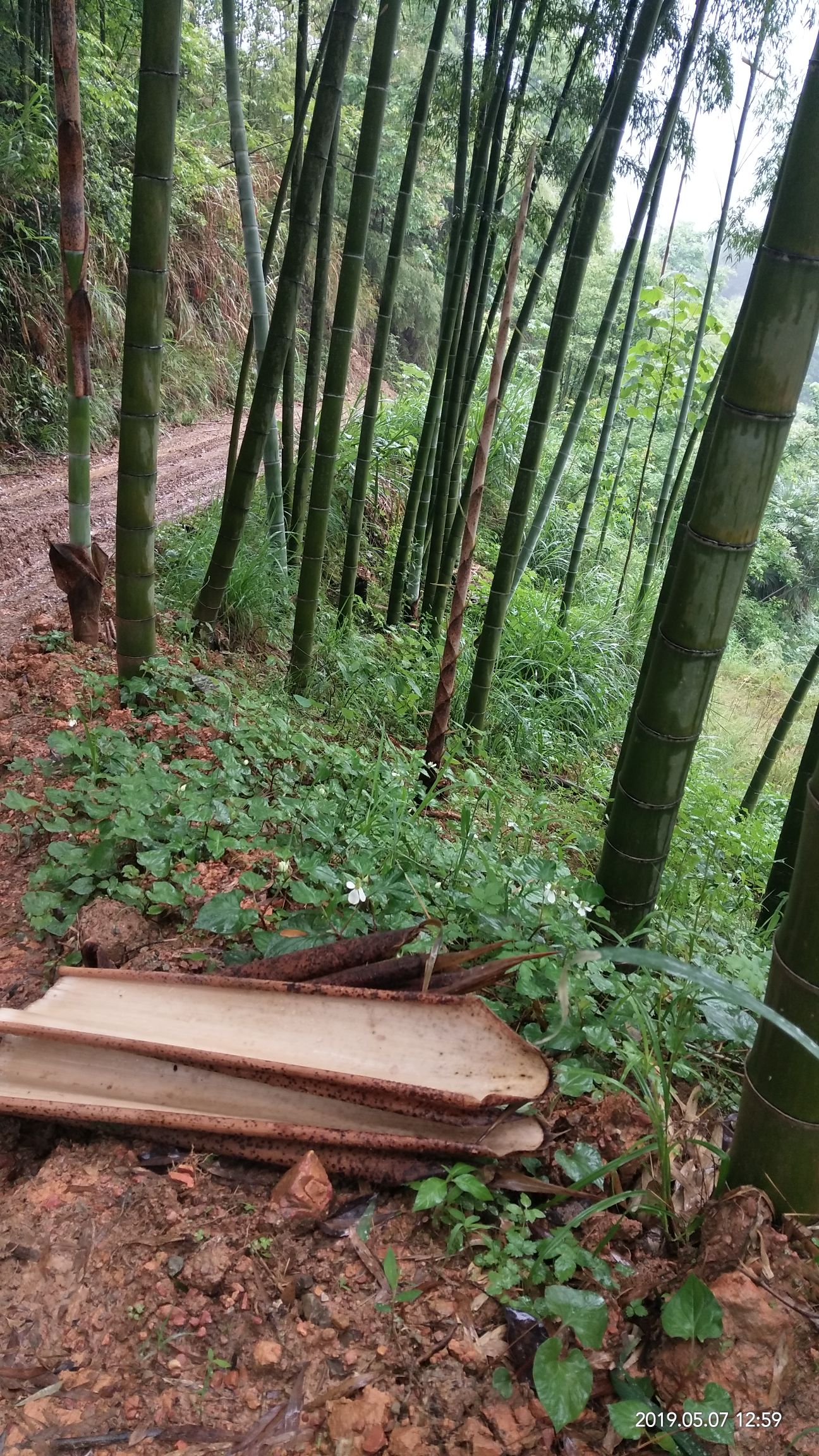 竹片 超长超宽超实用的竹壳