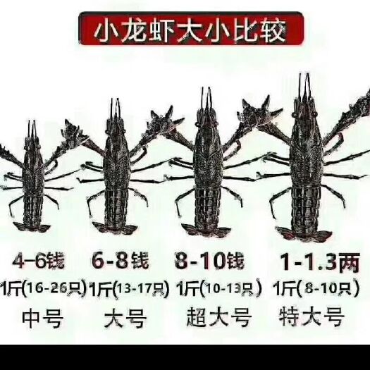 潜江市青红虾 质量保证，，一手货源