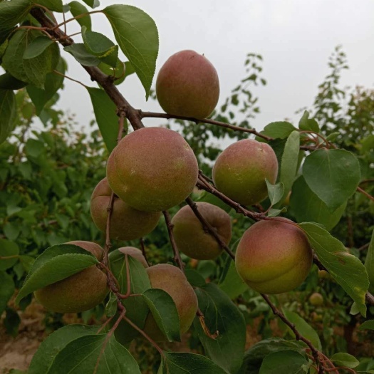 丰园红杏精品丰源红杏 大量现货上市货源充足  欲购从速