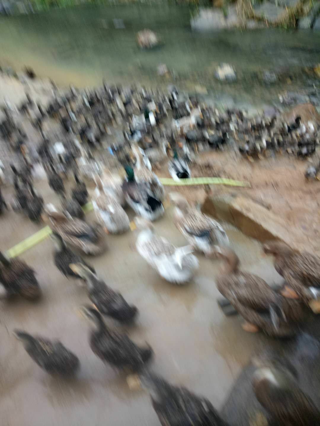  放养土麻鸭