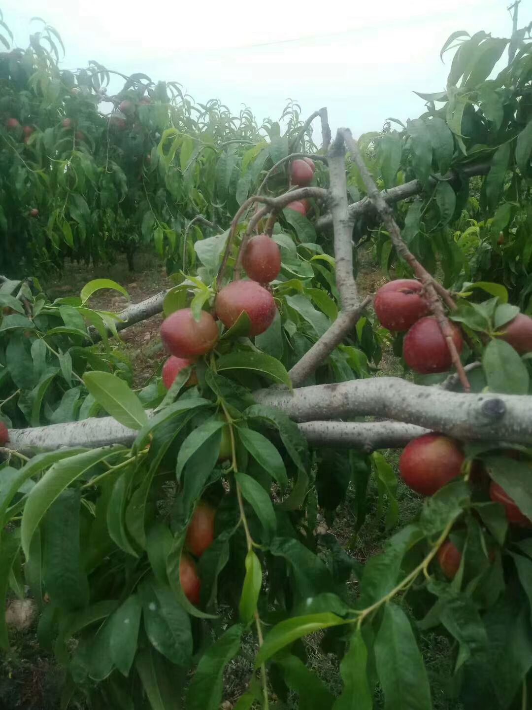  油桃518.毛桃美佳已上市