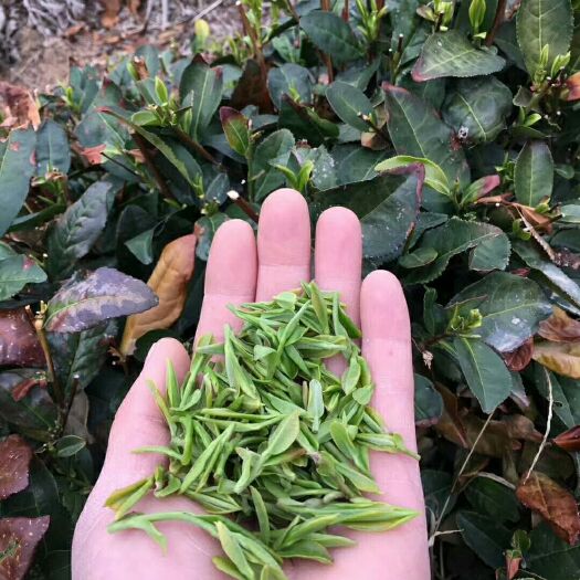 日照日照绿茶 一级 袋装