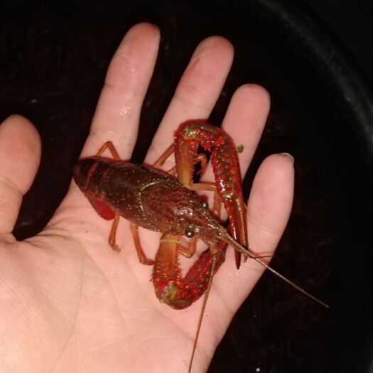 重庆市 小龙虾出售