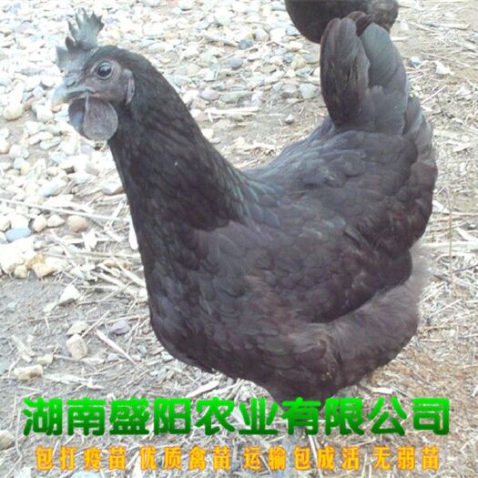 衡阳五黑鸡苗  厂家直销五黑绿壳蛋鸡苗黑乌鸡苗乌鸡苗五黑一绿蛋鸡