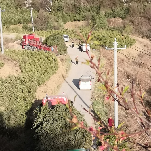 泾源县西藏云杉 大小规格都有