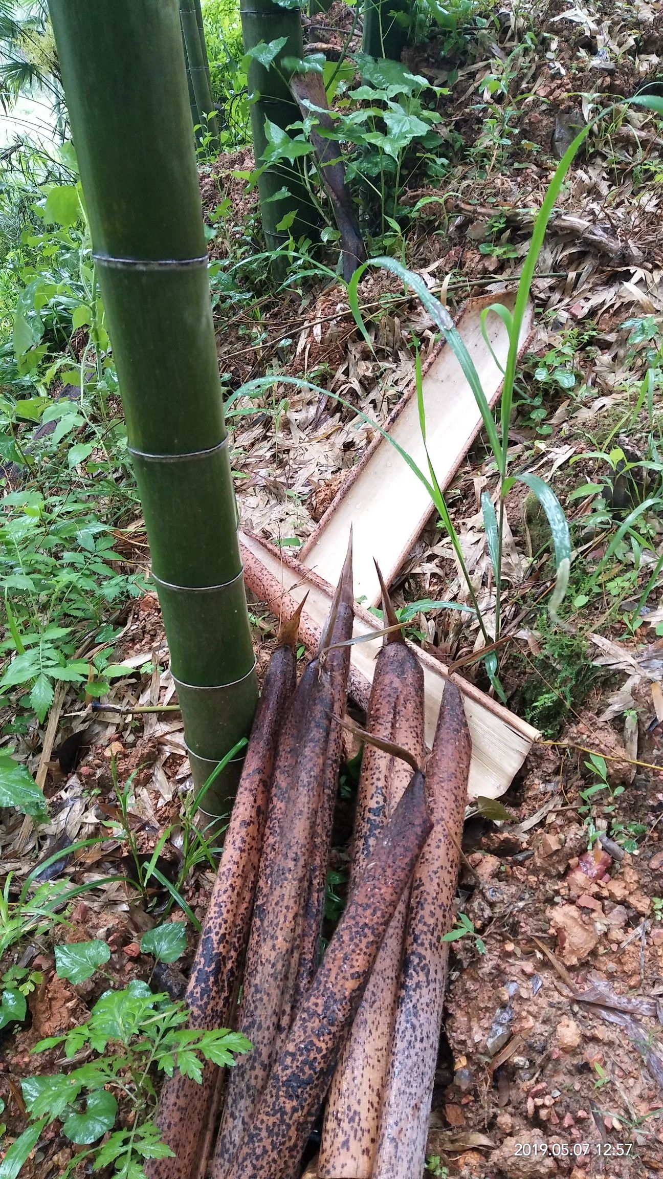 竹片 超长超宽超实用的竹壳