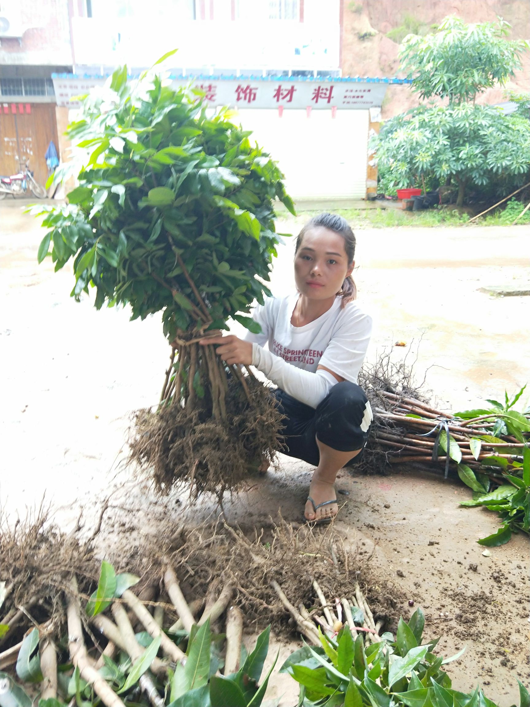 储良龙眼苗  石硖龙眼正品嫁接苗  果肉脆甜