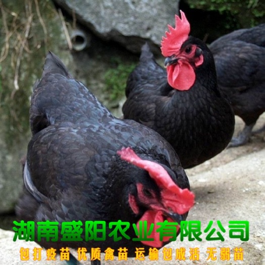 衡阳厂家直销黑羽黑土鸡苗黑土二鸡苗黑鸡苗中速黑鸡包运输成活包疫苗