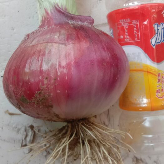 柘城县红皮洋葱 基地直供  保证品质