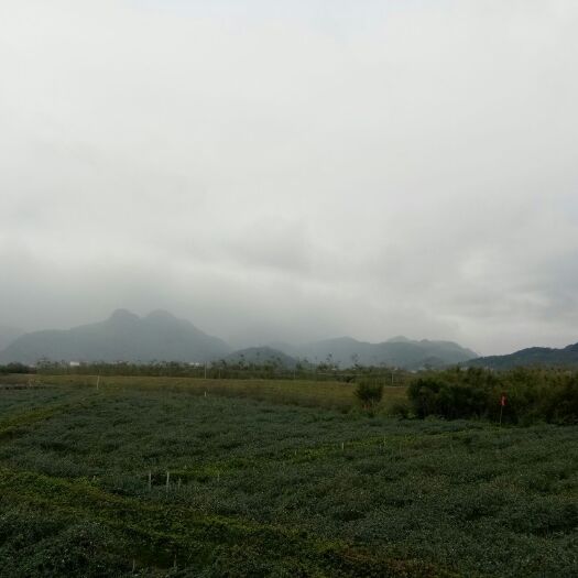 英德市甜蜜丝枣苗 大量蜜丝枣两年树苗出售