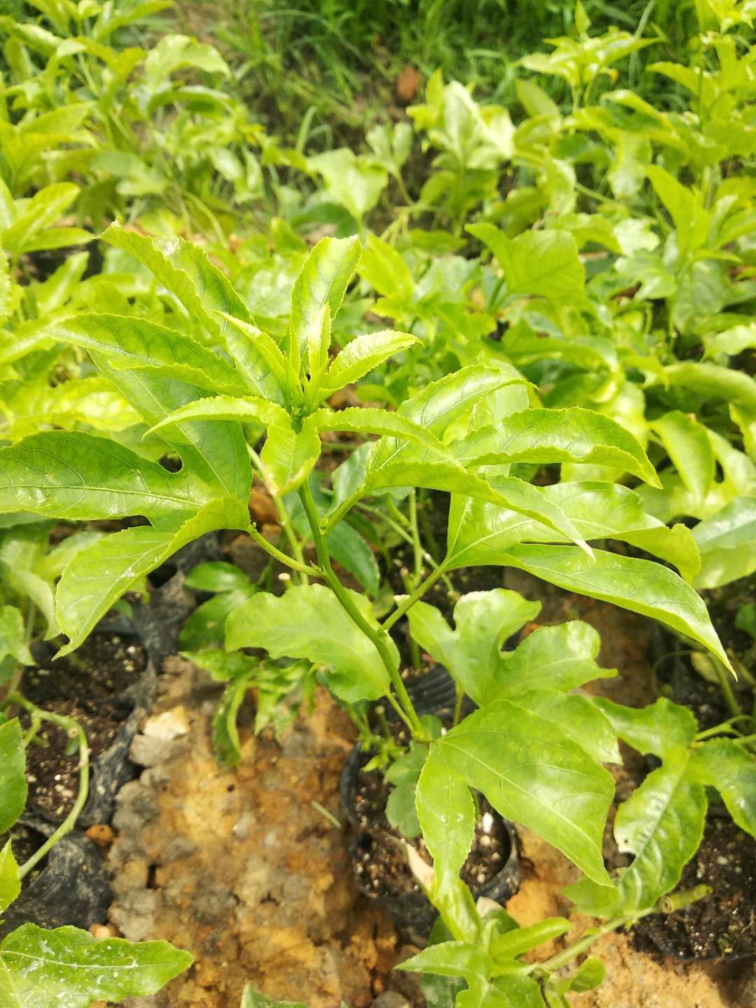 [鸳鸯蜜批发] 新品种鸳鸯蜜百香果苗 耐寒 耐低