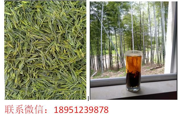 溧阳白茶 场家直销