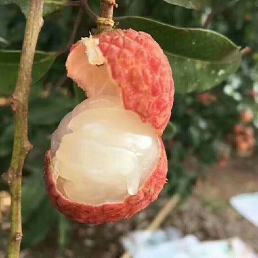 休闲水果白糖罂荔枝  2025新鲜现摘荔枝 白糖罂