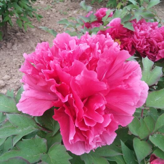 菏泽 牡丹，精品牡丹花王