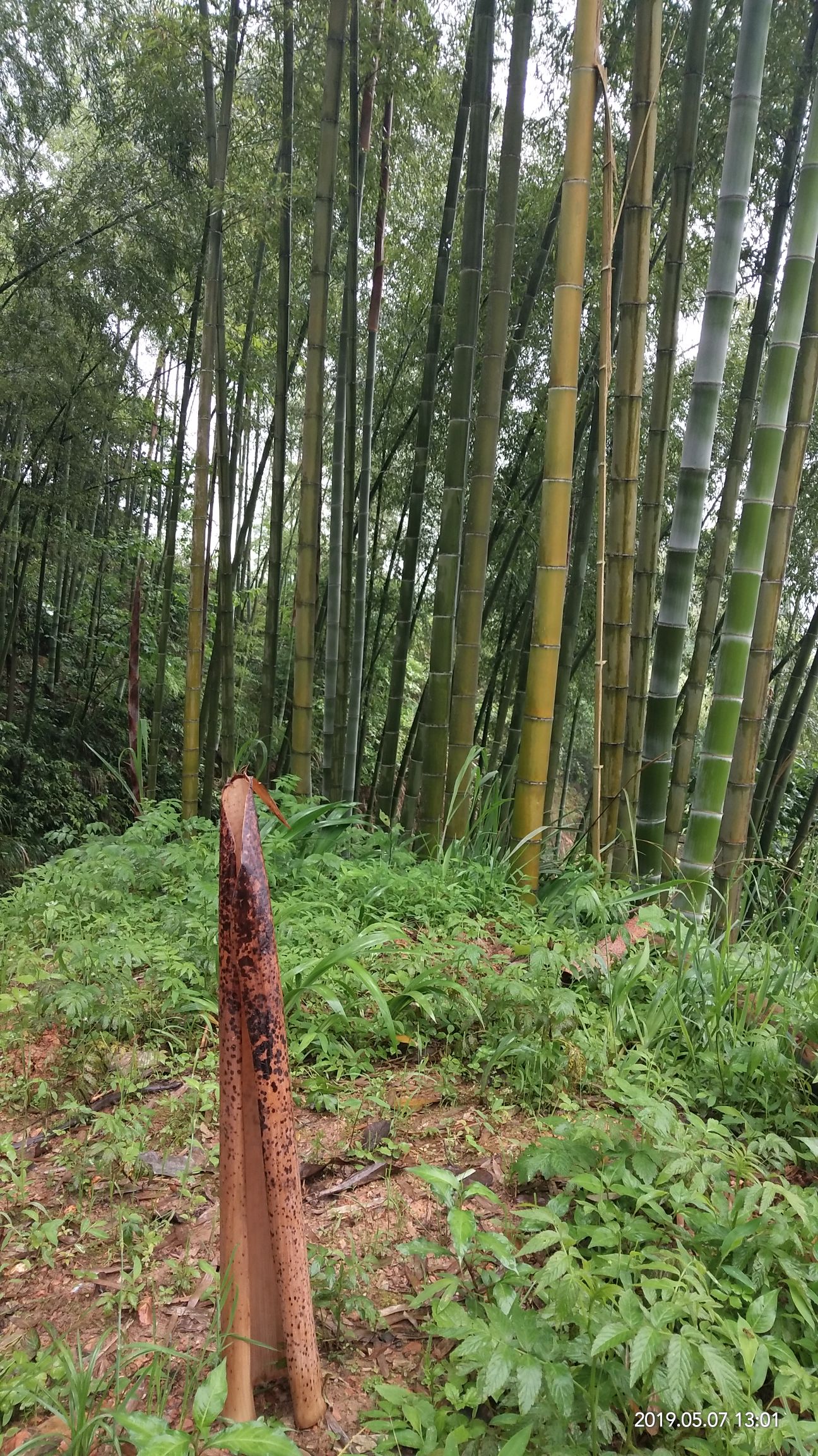 竹片 超长超宽超实用的竹壳
