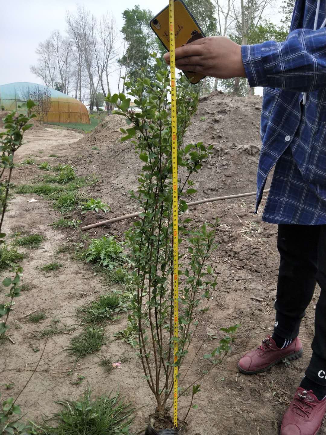 小叶丁香球，四季丁香，小叶丁香大田苗