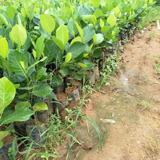 灵山县马来西亚一号菠萝蜜苗 马来西亚8号菠萝蜜…
