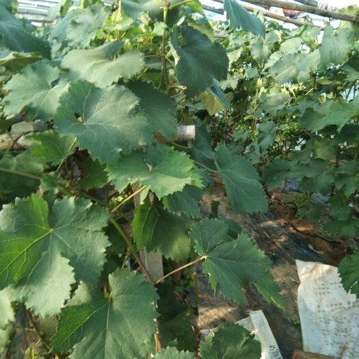 平度市 万亩冷棚葡萄月后上市