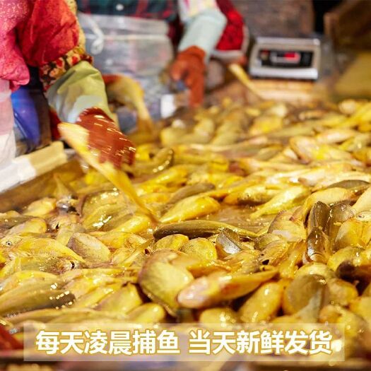 宁德 黄花鱼