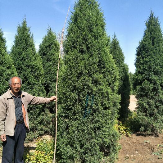 定州市北京桧/望都桧 望都塔快