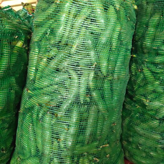 盐城 江苏大丰蚕豆大量上市