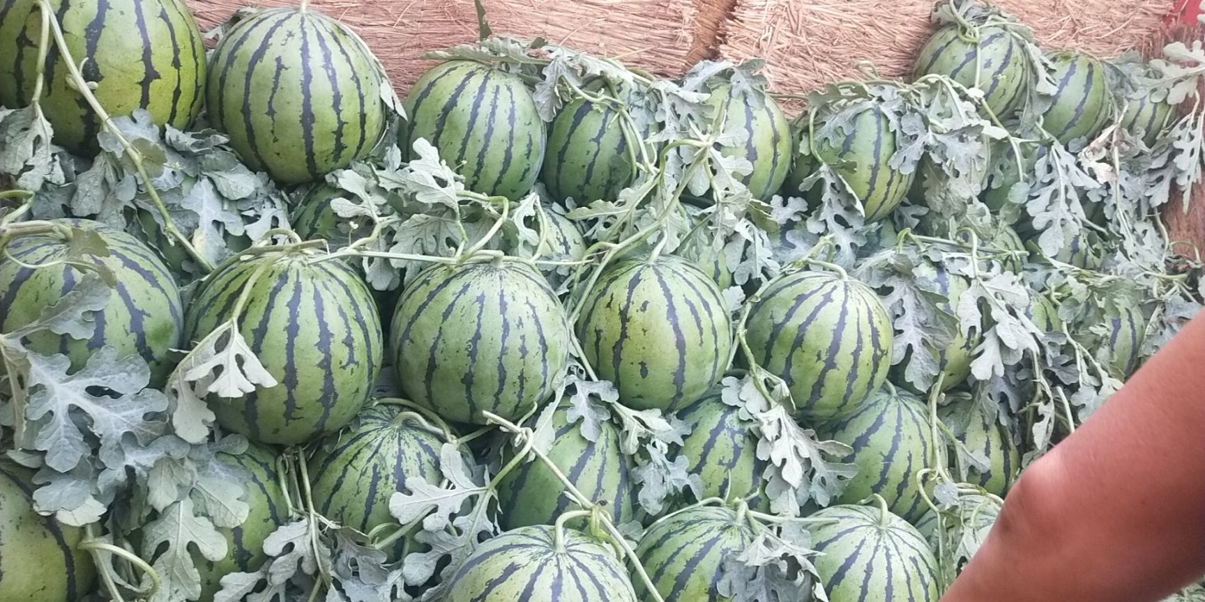 [京欣西瓜 京欣西瓜熟度9成以上,口感好,甜度高