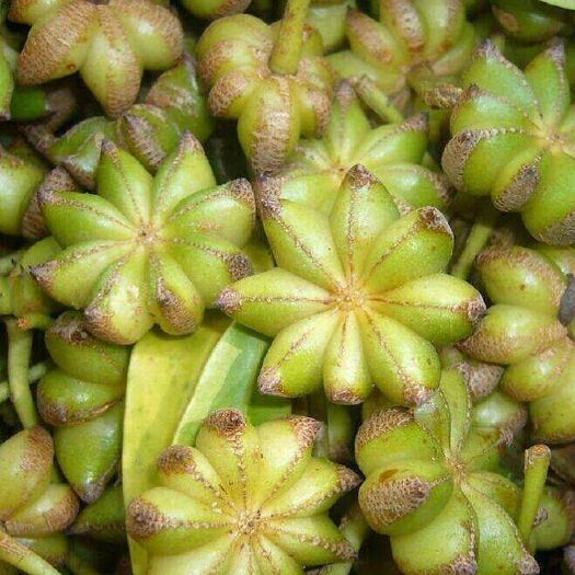 广南县 八角干果 茴香油